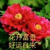 梅的头像