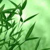 竹叶的头像