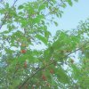 雪落下的声音的头像