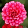 灵芝的头像