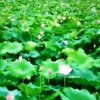 湖畔细柳《不玩币》退出的头像