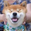 车车♪（ｖ＾＿＾）ｖ的头像