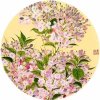 红山雄鹰的头像