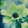 芳芳的头像