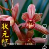 晨曦的头像