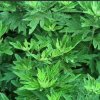 开心艾草堂（拒聊）女的头像