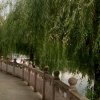 天边。梦之声的头像