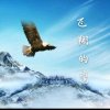 天空鹰的头像