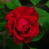 红蔷薇的头像