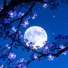 月夜的头像