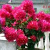 春色满园（拒绝私信）的头像