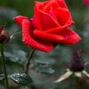 玫瑰的头像
