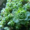花开花落的头像