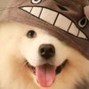 狗子的头像