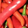 辣椒的头像