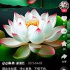 清净的头像