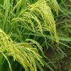 震动模式的头像