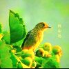 林中鸟的头像