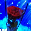 芬的头像