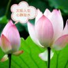明月清风的头像