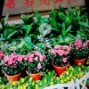 小白兔的头像