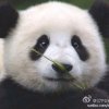 国宝的头像
