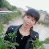 凤的头像