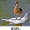 小管的头像