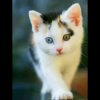 yoy52O家族猫王的头像