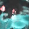听雨的头像