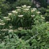 凤凰梧桐的头像