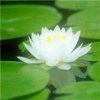 吉祥的头像