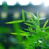竹叶小号的头像