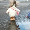 浅悦的头像