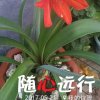 陌上花开的头像
