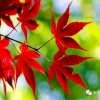 秋天的枫叶的头像