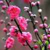 桃李芬芳(谢绝合诵)的头像