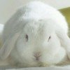 格力戈里·库里申科的头像