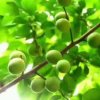无忧无虑的头像