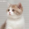 西贝贤贤【新秀】的头像