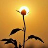 夕阳下，你和我的头像