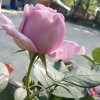 春暖花开的头像