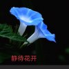 静待花開的头像