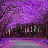 苏缘的头像