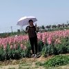 一帆风顺的头像