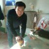 吉祥鸽的头像