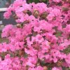 梅花的头像