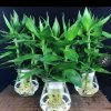 肖玲的头像