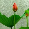 天弓→长月的头像