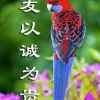梦想成真的头像